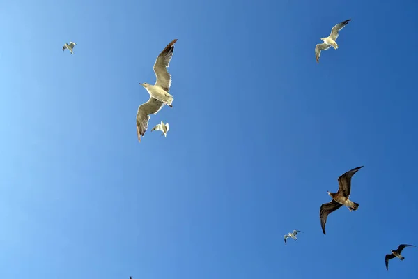 Albatroslar grup / yelkovan (veya "rookery") aşağıdaki — Stok fotoğraf