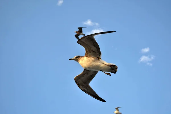 The group of Albatrosses / shearwaters (or \