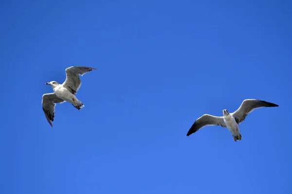 Albatroslar grup / yelkovan (veya "rookery") aşağıdaki — Stok fotoğraf