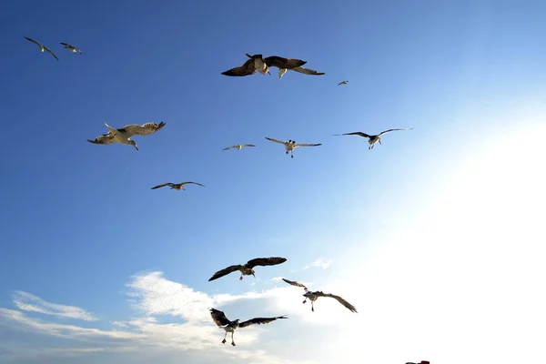 The group of Albatrosses / shearwaters (or "rookery") following — Stock Photo, Image