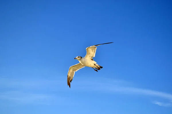 Albatroslar grup / yelkovan (veya "rookery") aşağıdaki — Stok fotoğraf