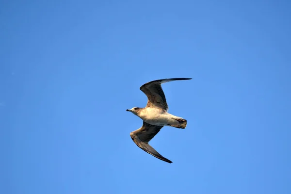 Albatroslar grup / yelkovan (veya "rookery") aşağıdaki — Stok fotoğraf