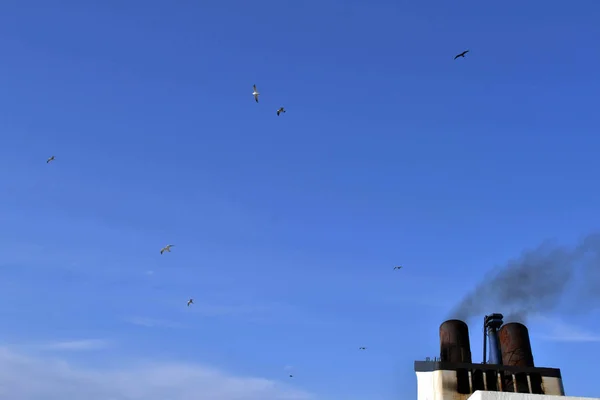 The group of Albatross / shearwaters (or "rookery") following th — Stock Photo, Image