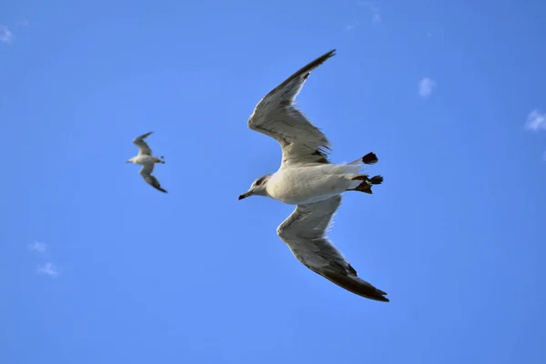 Albatroslar grup / yelkovan (veya "rookery") aşağıdaki — Stok fotoğraf