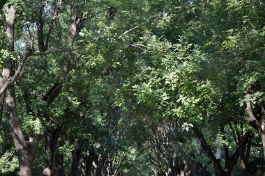 Pekin'in etrafındaki ağaçlar. Pic 2017 yılında alınmıştır