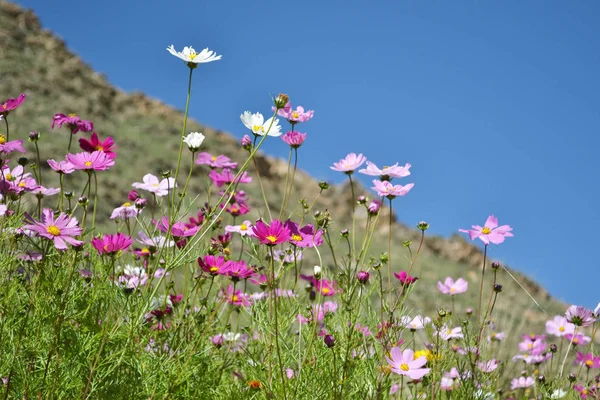 Flowers around the hill in Xiahe (Labrang) - Amdo Tibet