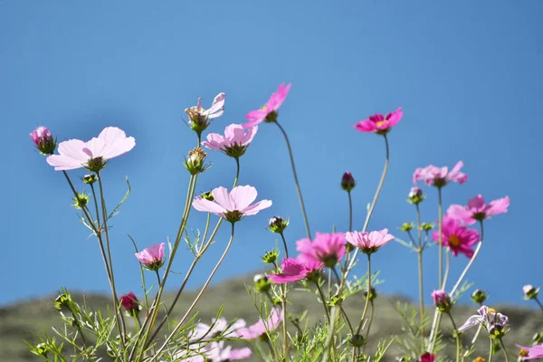 Flowers around the hill in Xiahe (Labrang) - Amdo Tibet