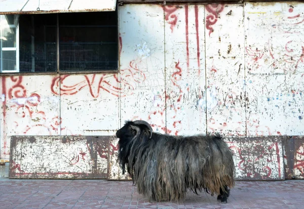 The mountain Tibetan goat (with some dreadlocks) around Labrang — Stock Photo, Image