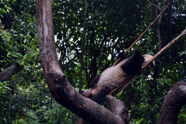 Ayı Panda: tartışmalı simgesi ve Chengdu, Sichuan bile Provin