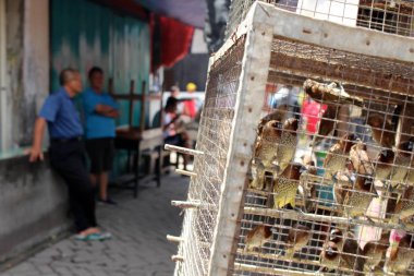 Bo Tek Bio tapınak etrafında durumu