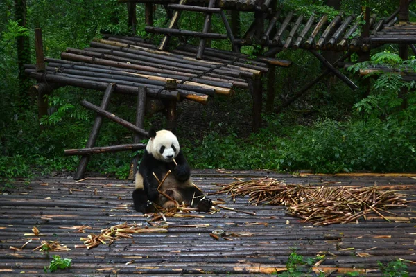 Panda bear: utan tvekan ikonen av Chengdu eller ens Sichuan Provin — Stockfoto