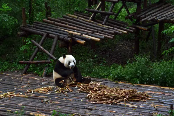 Panda bear: utan tvekan ikonen av Chengdu eller ens Sichuan Provin — Stockfoto