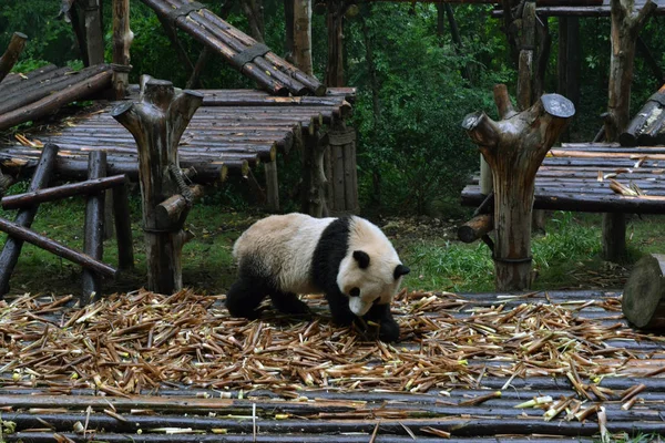 Panda bear: utan tvekan ikonen av Chengdu eller ens Sichuan Provin — Stockfoto