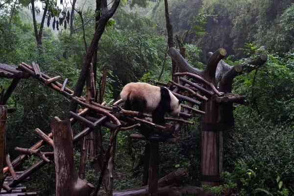 Panda medve: vitathatatlanul a ikon, Chengdu, vagy akár Szecsuán Provin — Stock Fotó