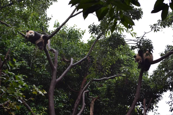 Panda bear: αναμφισβήτητα το εικονίδιο Chengdu, ή ακόμη και Sichuan πολιτειακό — Φωτογραφία Αρχείου