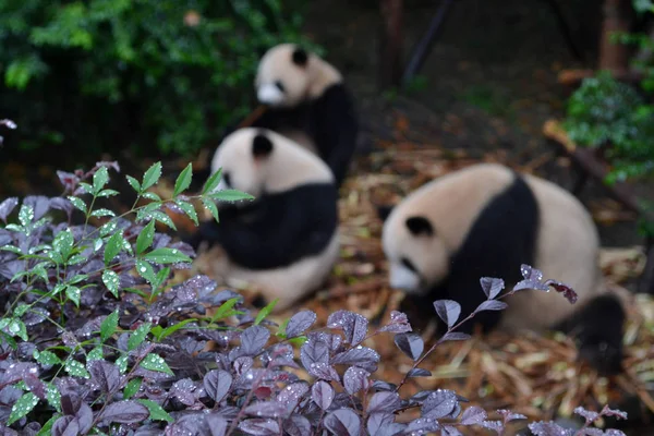 Ведмежа панда: мабуть значок Ченду, або навіть Сичуань Provin — стокове фото