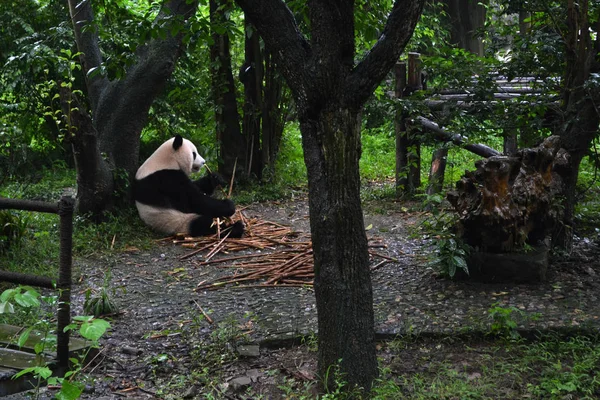 Panda bear: utan tvekan ikonen av Chengdu eller ens Sichuan Provin — Stockfoto