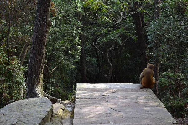 Μια μαϊμού γύρω Wulingyuan Scenic χώρο. Θα βρείτε μερικά από ου — Φωτογραφία Αρχείου