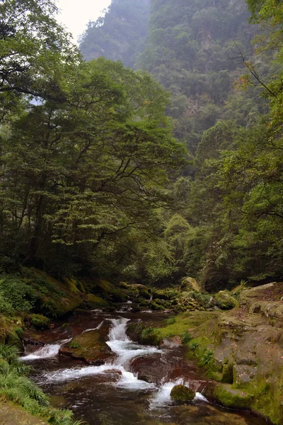 Senderismo por el parque en Wulingyuan zona pintoresca. Verdes cada — Foto de Stock