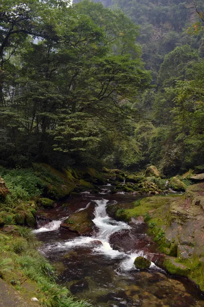 Caminhadas ao redor do parque em Wulingyuan área cênica. Verduras cada — Fotografia de Stock