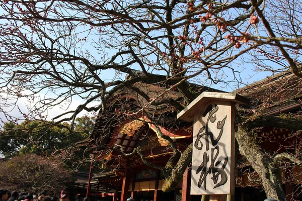 Mavi gökyüzü, ağaçlar ve Dazaifu Tenmangu, Fukuoka — Stok fotoğraf