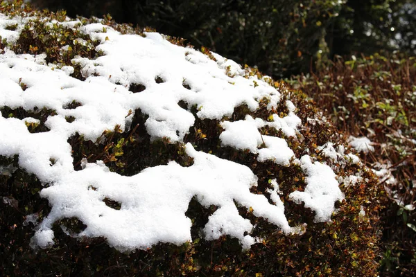 日本树上的雪 — 图库照片