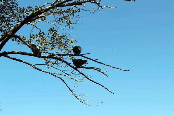 Translation: The birds around "Atago Jinja". Taken in Fukuoka, J — Stock Photo, Image