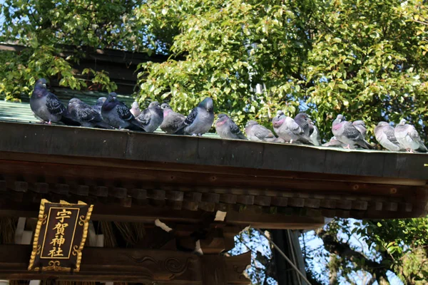 Traducción: Los pájaros alrededor de "Atago Jinja". Tomado en Fukuoka, J —  Fotos de Stock