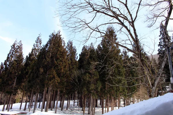 El bosque cerca del pueblo de Shirakawa-go durante el invierno en Japón — Foto de Stock