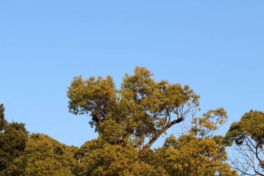 Ağaçları saran bir ormandaki m Meiji Jingu