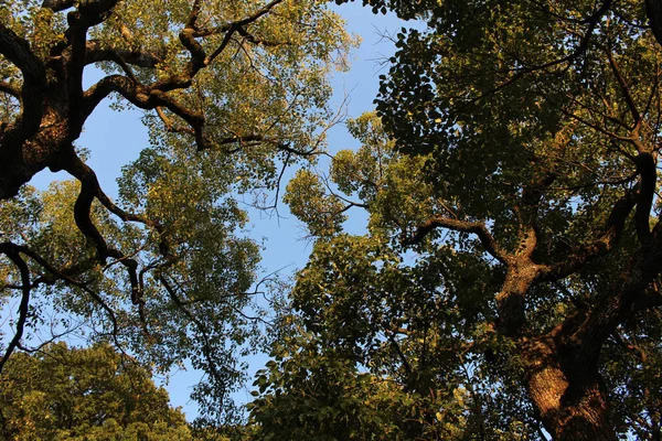 Los árboles alrededor de Meiji Jingu, que se encuentra en un bosque en el m —  Fotos de Stock