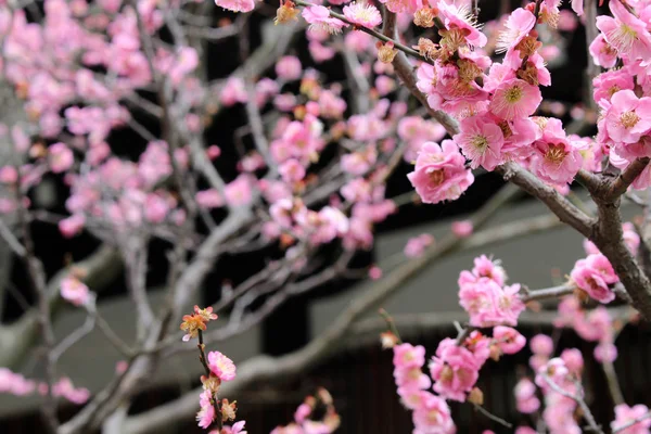 As flores sakura e templo japonês como seu fundo — Fotografia de Stock
