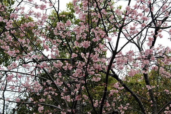 As flores sakura e templo japonês como seu fundo — Fotografia de Stock