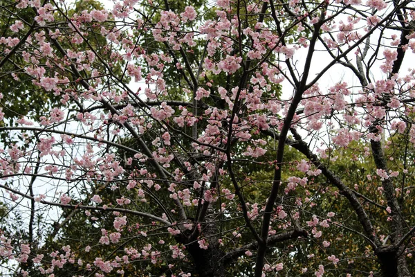 Sakura kwiaty i japoński świątyni jako jego tło — Zdjęcie stockowe