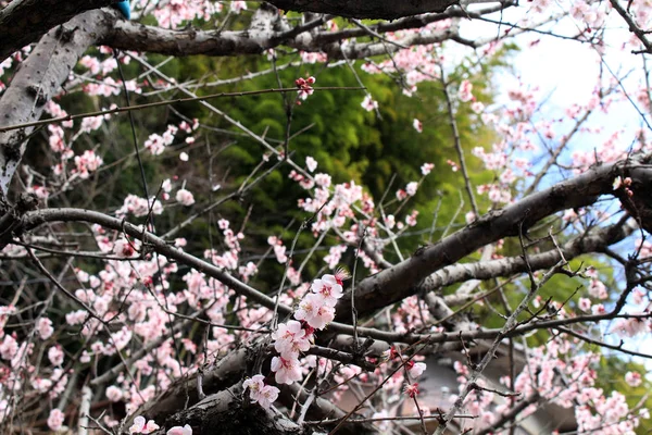 As flores sakura e templo japonês como seu fundo — Fotografia de Stock