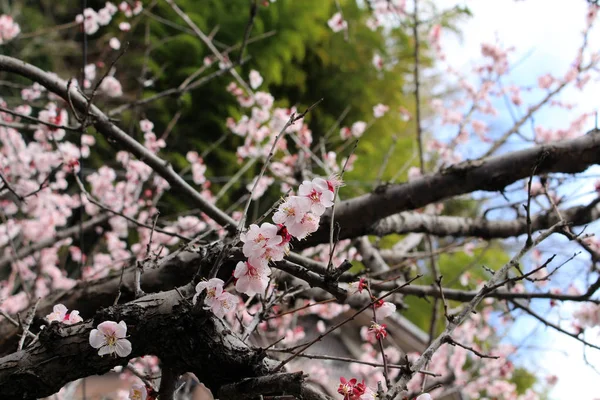 As flores sakura e templo japonês como seu fundo — Fotografia de Stock