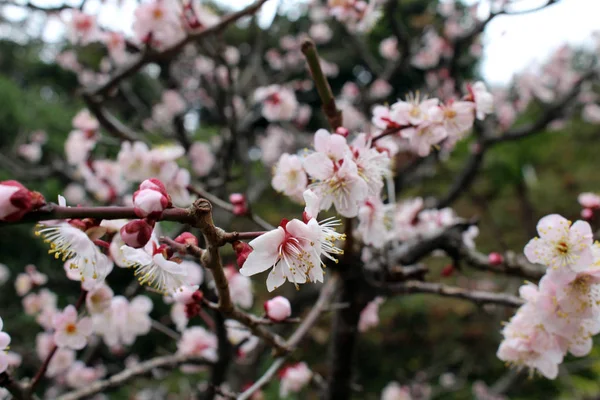 Die Sakura-Blumen und der japanische Tempel als Hintergrund — Stockfoto