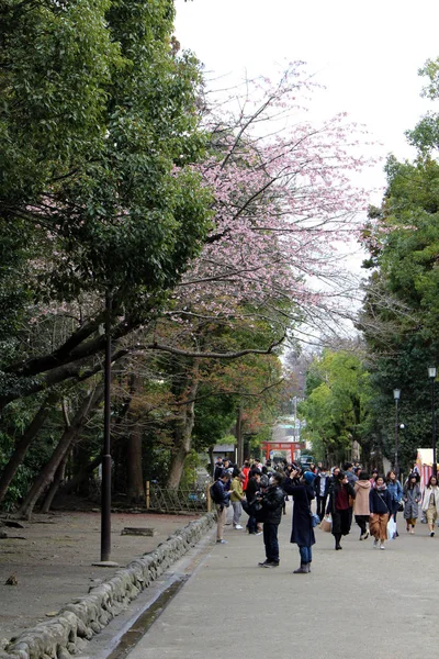 Lidé fotografování sakura květin v Tsurugaoka Hachimangu s — Stock fotografie