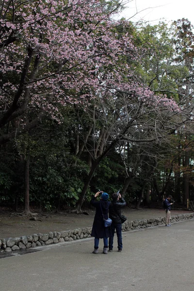 Personas tomando fotos de flor de sakura en Tsurugaoka Hachimangu s — Foto de Stock