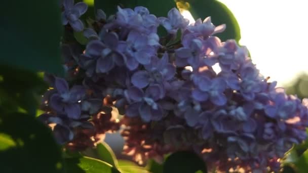 Lila bush s květy a listy kterými svítí slunce večer