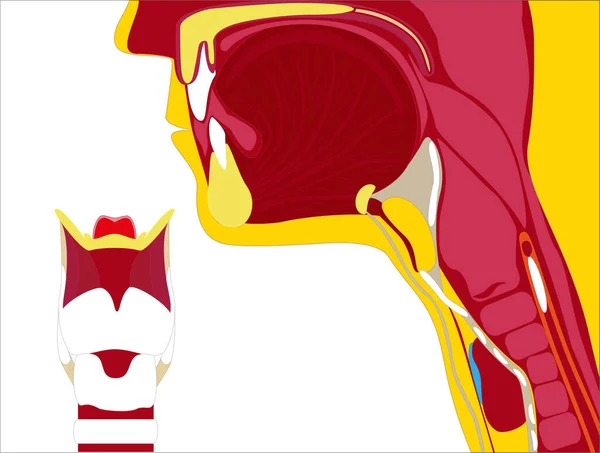 白色背景上的喉色插图 — 图库矢量图片