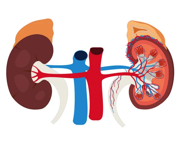 白い背景に腎臓の色のイラスト — ストックベクタ