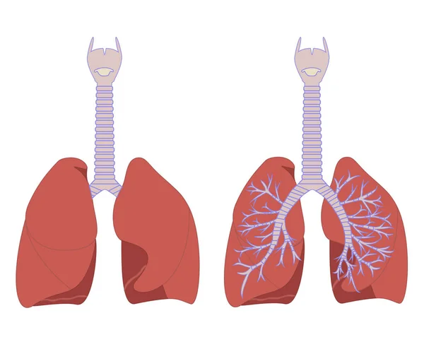 Ilustración Color Los Pulmones Sobre Fondo Blanco — Archivo Imágenes Vectoriales