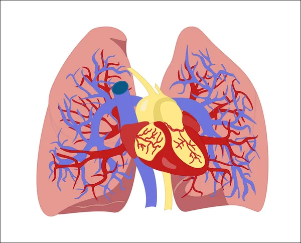 Pulmones Con Ilustración Color Corazón Sobre Fondo Blanco — Archivo Imágenes Vectoriales