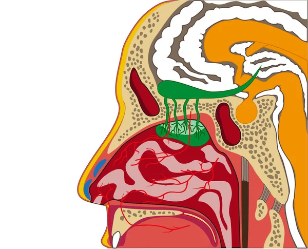 白色背景上的鼻色插图 — 图库矢量图片