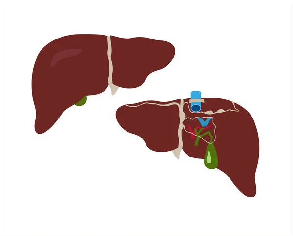白い背景に肝臓の色のイラスト — ストックベクタ