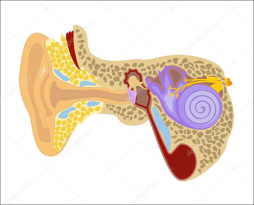 Ear color illustration on a white background