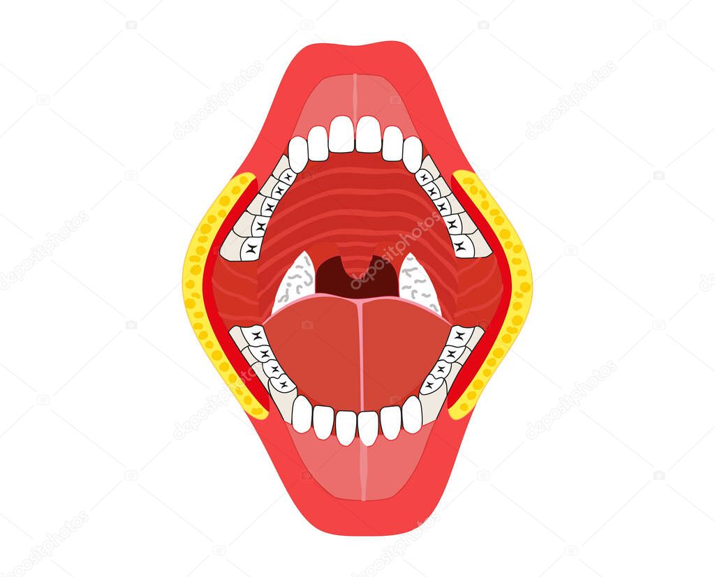 Jaw color illustration on a white background