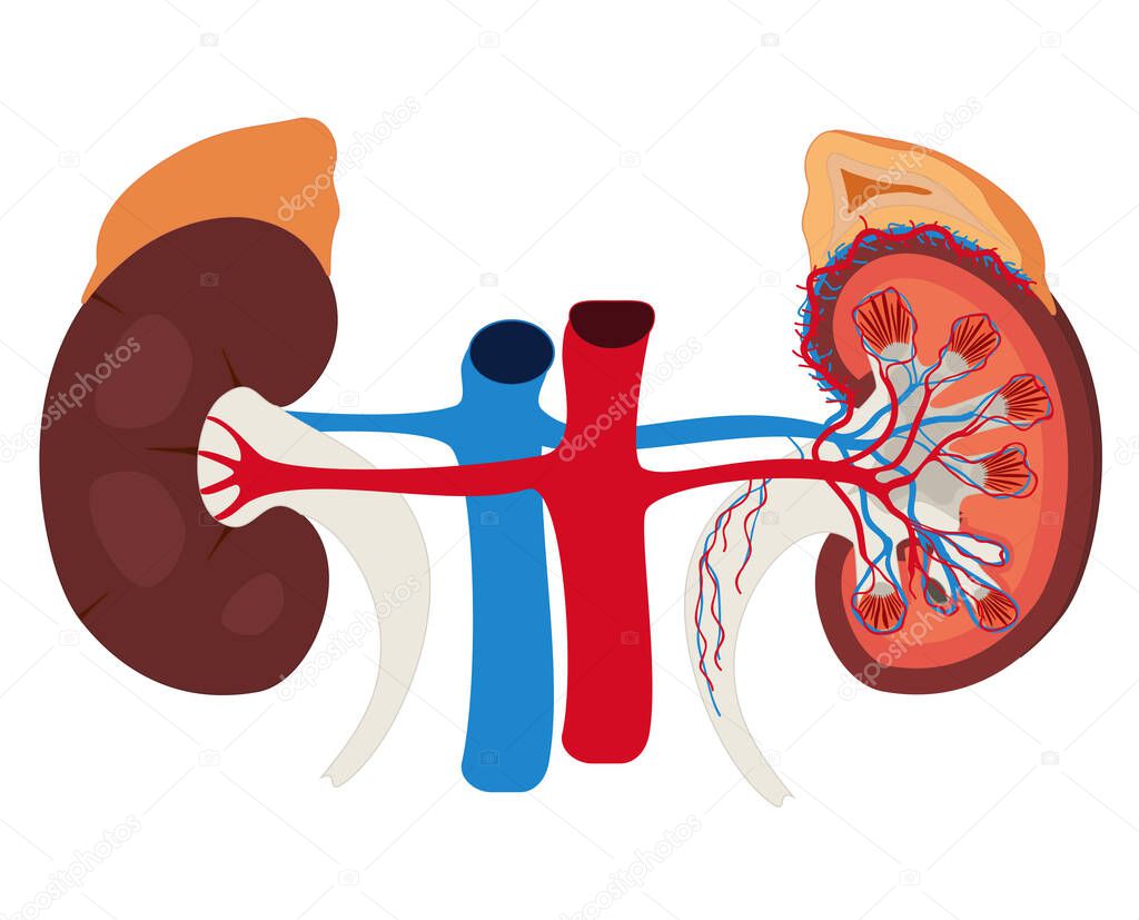 Kidney color illustration on a white background