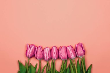 Pembe arkaplanda fotokopi alanı olan mor laleler.